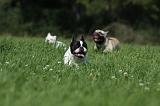 BOULEDOGUE FRANCAIS 738